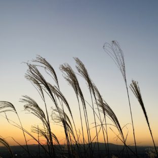 非公開: レイキというヒーリングもしてます!part2実践編